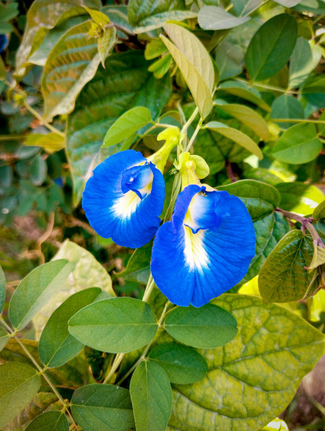 蓝蝴蝶豌豆花蝶豆亚洲鸽子翼蓝风信子蓝豌豆蝴蝶豌豆，豇豆一种美丽的藤蔓攀爬观赏藤蔓植物特写图像照片图片下载