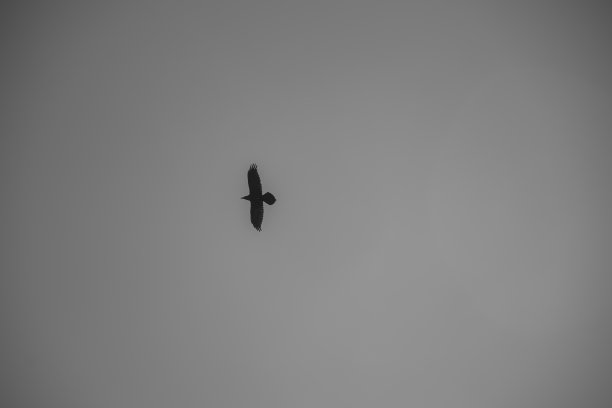 鸟类的飞行图片下载