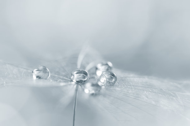 蒲公英种子的特写与露水或水滴在银色。漂亮的抽象宏观背景。有选择性的重点。艺术形象。图片下载