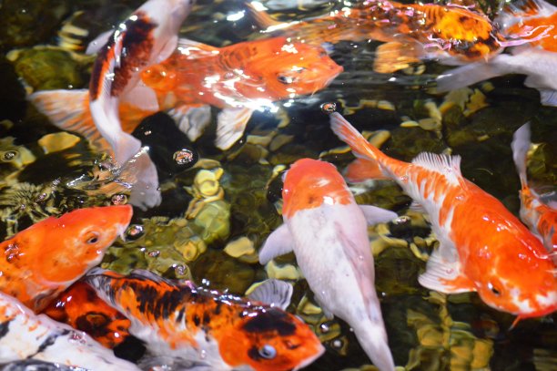 日本金鱼图片下载