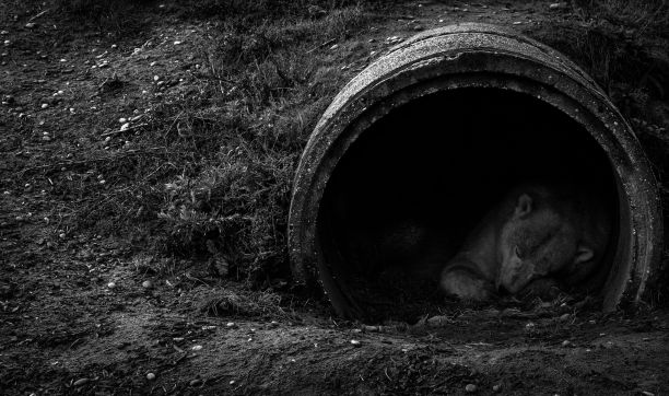 风景拍摄的熊睡在地下的一个管道在灰色图片下载