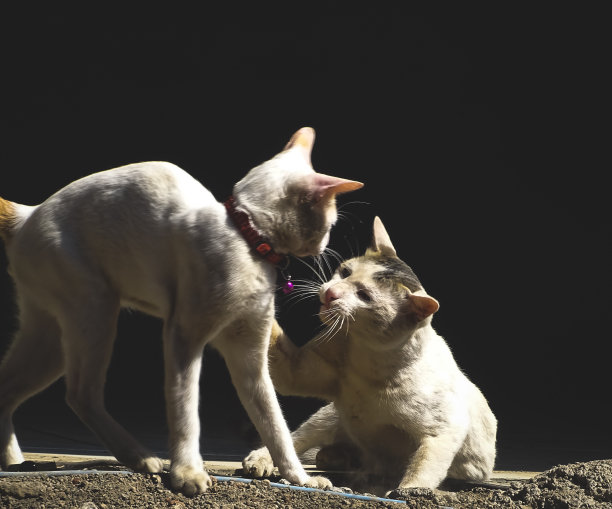 有趣的猫斗图片下载