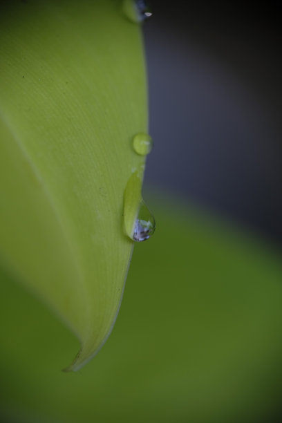 近距离的早晨露珠在叶子与选择性焦点。图片下载