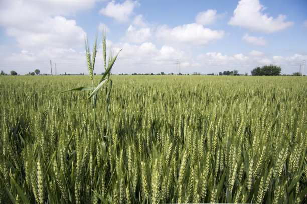 麦田的照片图片下载