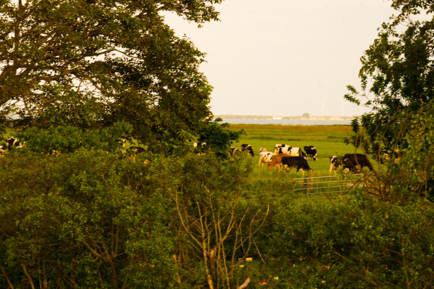 草地与奶牛在荷兰荷兰景观图片下载