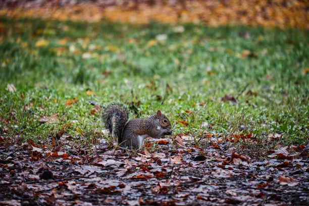 一只可爱的松鼠站在公园里五颜六色的秋叶上的美丽照片图片下载