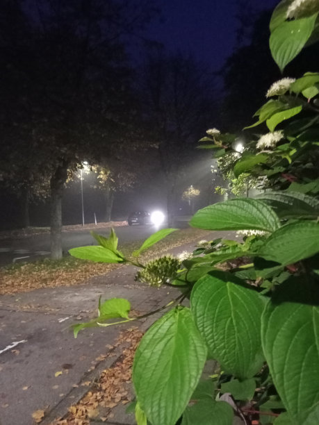 丹麦哥本哈根的黄昏图片下载