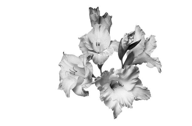 白色背景上的一束黑白花图片下载
