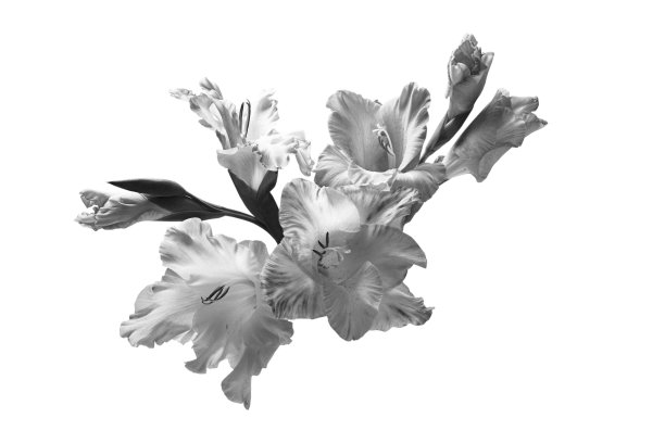白色背景上的一束黑白花图片下载