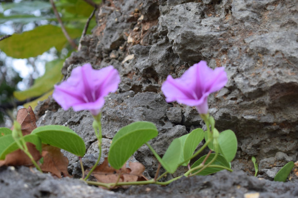 紫色花图片下载