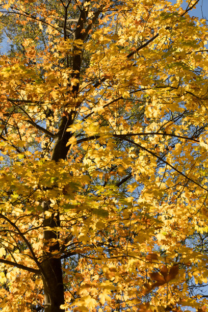 美丽的枫叶在秋天阳光明媚的日子图片下载