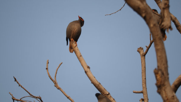 鸟类收藏图片下载