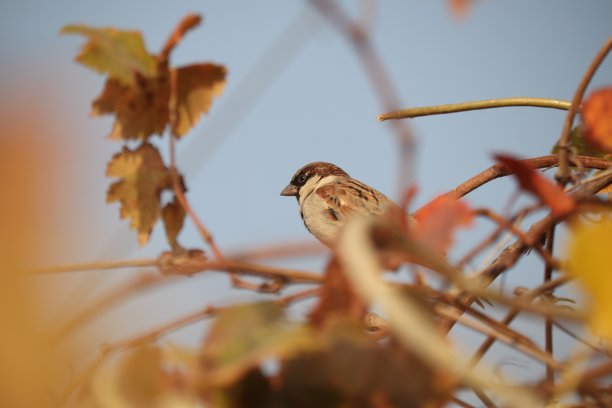 鸟类收藏图片下载