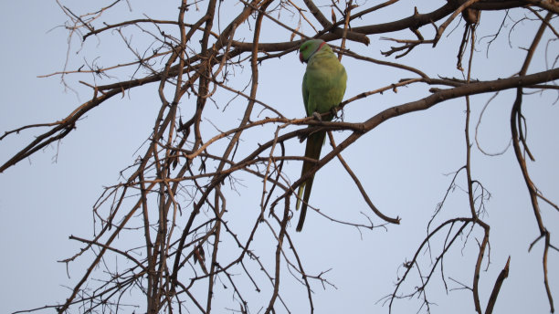 鸟类收藏图片下载
