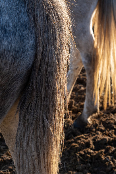 两匹马尾巴的特写镜头。图片下载