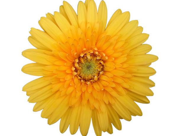 黄色非洲菊花。白色背景。隔离。图片下载