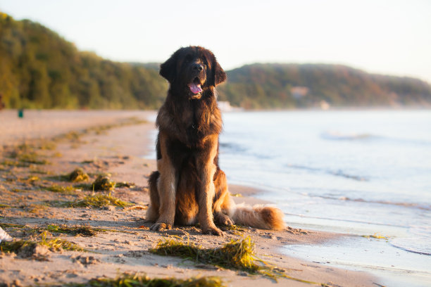 美丽的大狗品种莱昂伯格图片下载