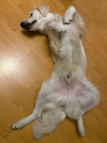 白色的小金毛猎犬躺在背上图片下载