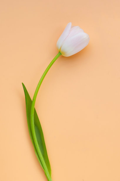 白色粉红色郁金香在橙色粉彩背景。图片下载