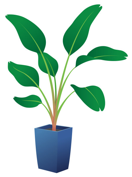 白色背景上的巨型白色天堂鸟图片下载