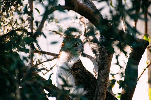 虎斑猫在爬树图片下载