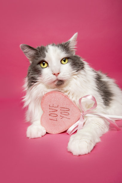 可爱的猫拿着爱你的情人节棒棒糖在粉红色图片下载