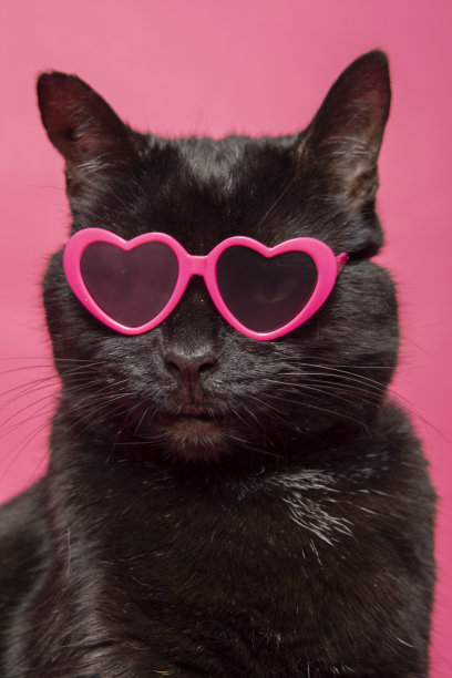戴心形墨镜的黑猫肖像图片下载