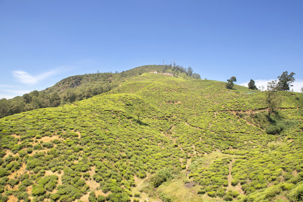 收获前的茶园图片下载