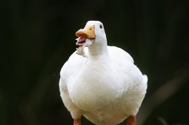 大白鹅图片下载
