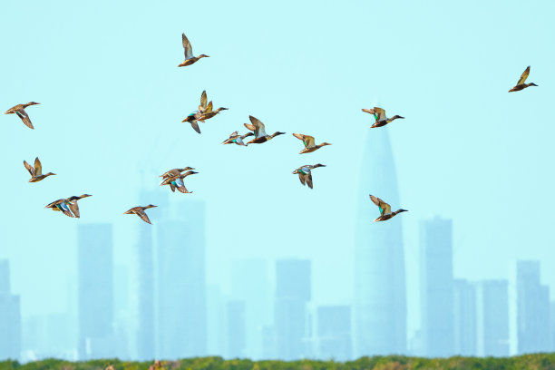 北方铲鸭(琵琶嘴鸭、铲鸭、杯凿)图片下载