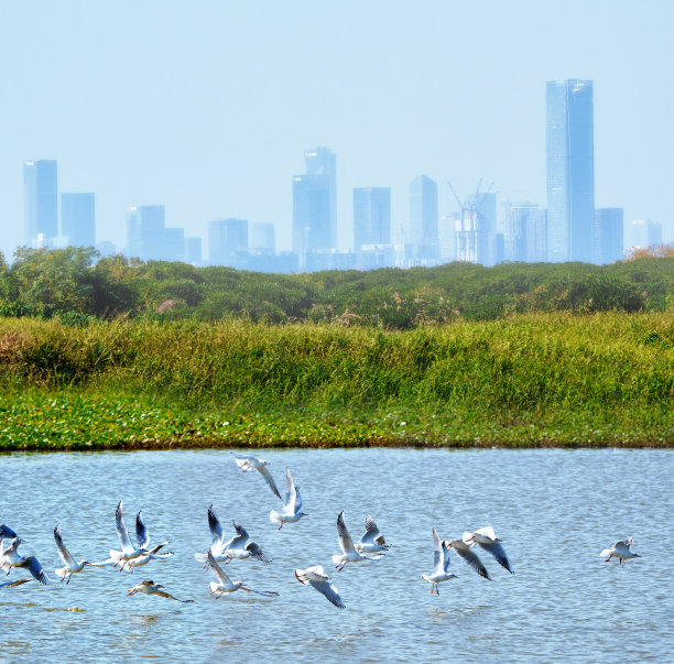 Brown-headed海鸥图片下载