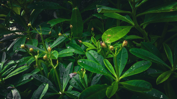 金隅菊天然新鲜绿叶草本植物背景图片下载