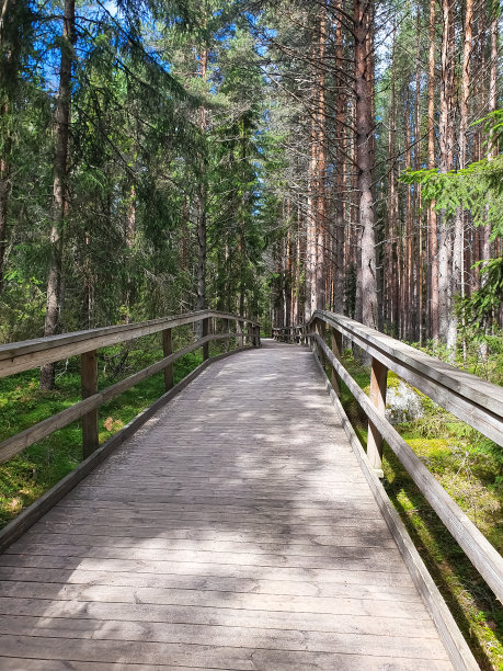 穿过森林的木板路图片下载