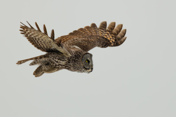 白色背景上飞翔的灰色大猫头鹰图片下载