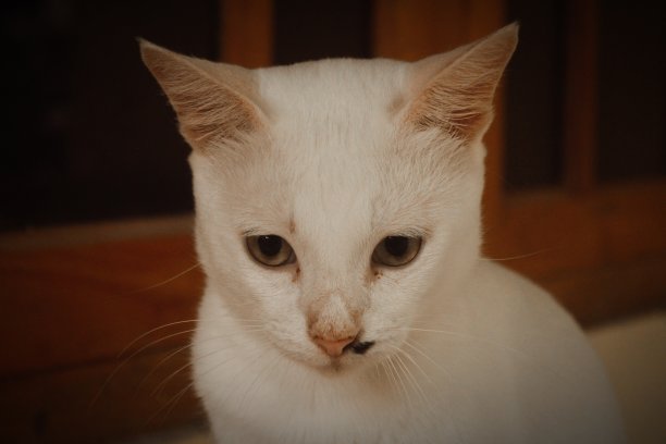 可爱的白猫脸图片下载