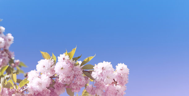 春天盛开的粉红色樱花或白色背景的自然花园中的樱花图片下载