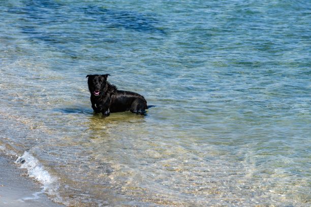 快乐的黑狗在海里游泳图片下载