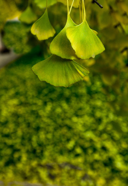 银杏树的叶子图片下载