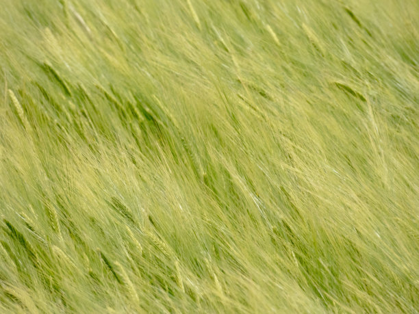 麦穗在风中摇曳图片下载