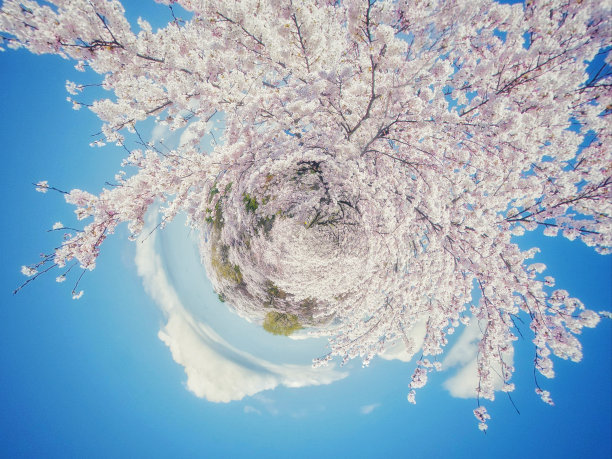 樱花在春天盛开的3d插图概念图片下载