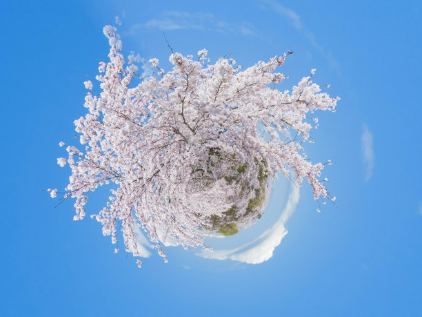 樱花在春天盛开的3d插图概念图片下载