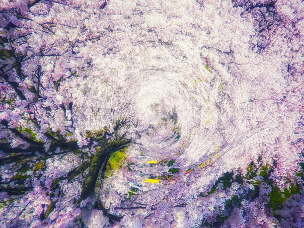 樱花在春天盛开的3d插图概念图片下载