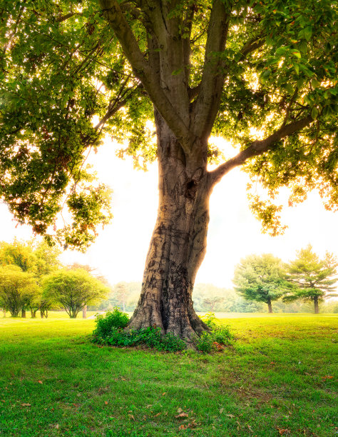 阳光灿烂的日子里，一棵大树的美丽照片图片下载