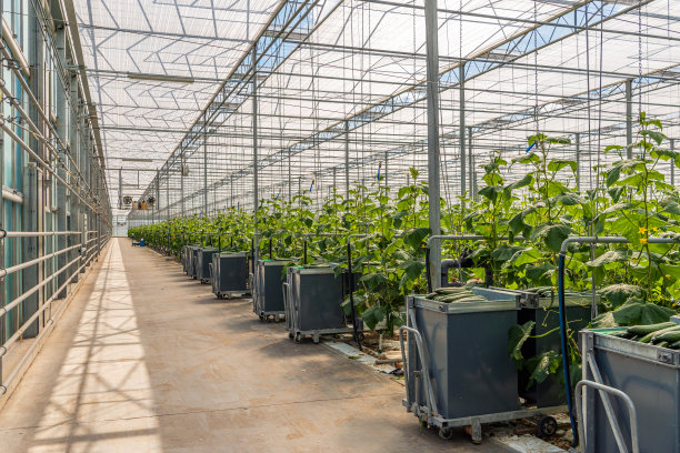 暖房走廊里满是采摘车图片下载