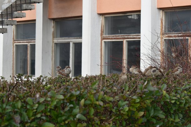 灌木丛上的一群麻雀图片下载