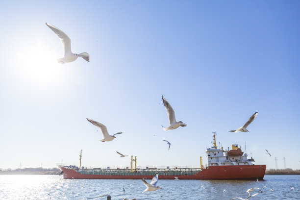 码头上的海鸥图片下载