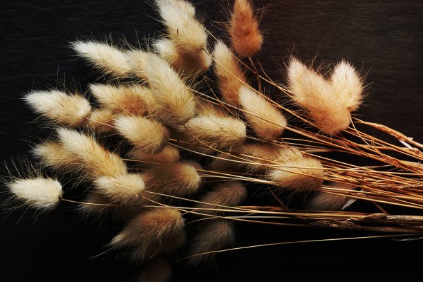 在石板上拍摄一堆晒干的卵形兔尾或兔尾，用作自然插画图片下载