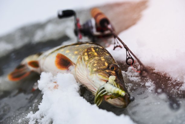 在冰上钓鱼时，躺在带卷轴的短杆旁捕获的鱼(梭子鱼)图片下载