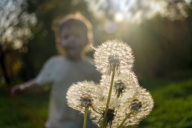 女孩跑向一束蒲公英图片下载