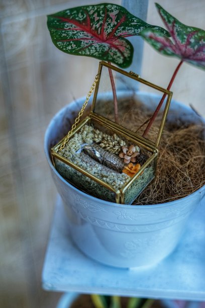 结婚戒指盒和情侣戒指就放在白色盆栽上。图片下载